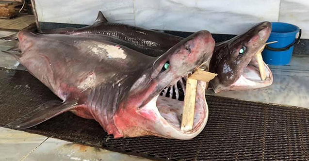 Tekirdağ'da 2 köpek balığı yakalandı